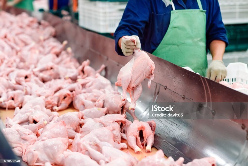 The meat factory. chicken on a conveyor belt.